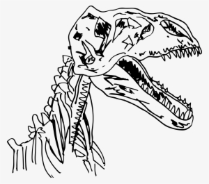 Velociraptor Dinosaur Fossils Dinosaur Fossils Clip - Sketch Dinossauro
