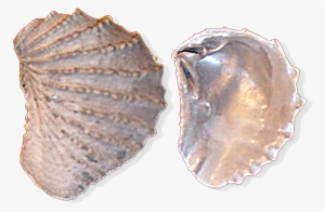 State Fossil - Tennessee State Fossil