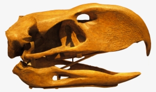 Phorusrhacoslongissimus Skull Backgroundknockedout - Aves Do Terror