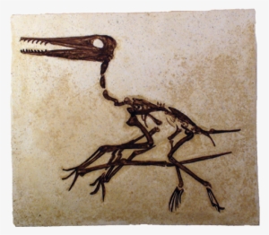 Pterosaur Fossil - Fossil Of Pterosaurs