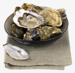 Oyster Bowl Shell Transprent - Clam