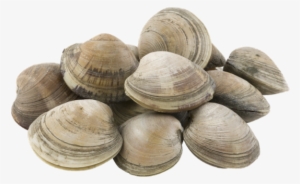 Little Neck Clams Fresh