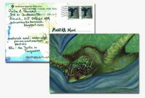 Hawksbill Sea Turtle