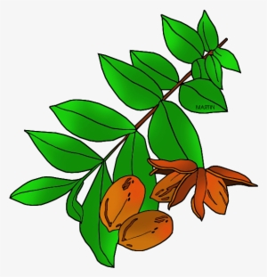 Free United States Clip Art By Phillip Martin, Texas - Pecan Tree Clip Art