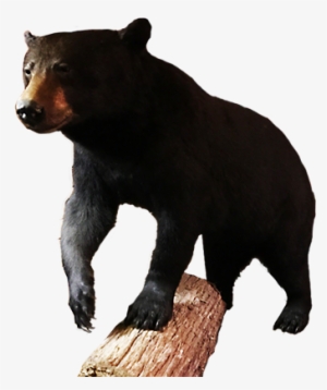 Black Bear - American Black Bear