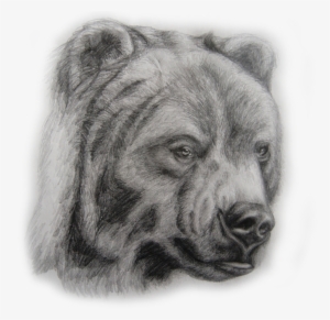 Roping A Grizzly - Drawing