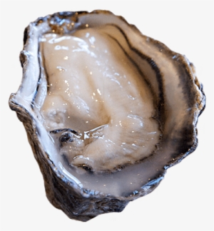 Pacific - Crassostrea Gigas Png