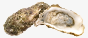 Clams Oysters - Shellfish Png