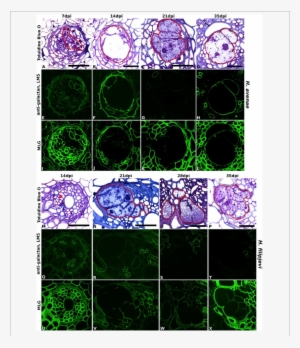 Immuno-fluorescence Imaging Of Galactan And Mlg In - Roots.cv