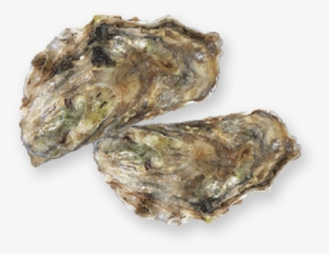 Oyster - Seafood