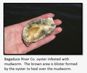 Sare Grant Fne09-663 Bagaduce River Co - Oyster Mud Worms