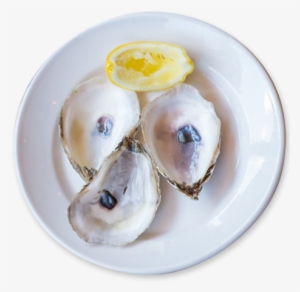 Fresh Oysters Daily - Tiostrea Chilensis