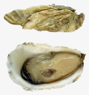 Capital Oysters - Tiostrea Chilensis