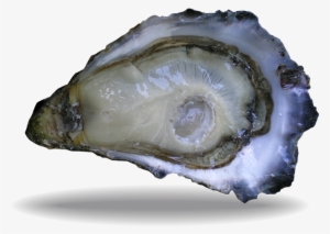 Oyster Lambert Special - Marennes, Charente-maritime