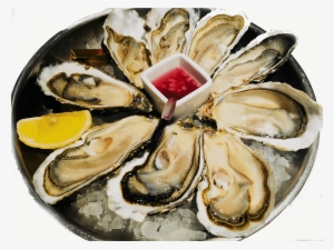 Tray 9 Hollow Oysters No - Tiostrea Chilensis