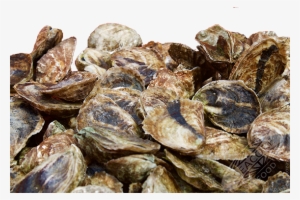 Hummock Island Oysters Crassostrea Virginica - Hummock Island Oysters