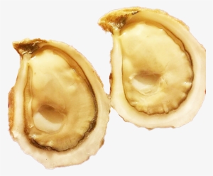 Now Available Savage Blonde Oysters From Pei Premium - Tiostrea Chilensis