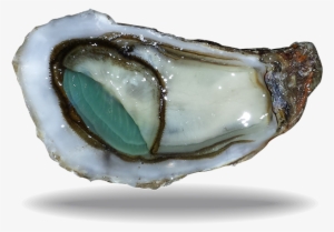Huître Emeraude - Huitre Emeraude