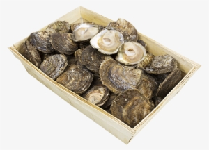 Click Here For Official Seachoice Assessment Information - Tiostrea Chilensis