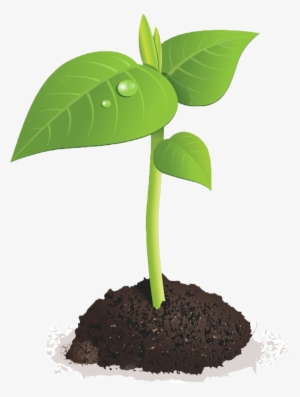 Sprout Club - Green Sprout Png