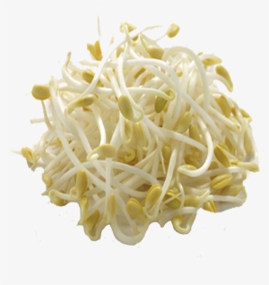 Bean Sprout - Bean Sprouts Nutrition