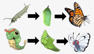 One Of The Biggest Difference Between Metamorphosis - Monarch Butterfly Ornament (oval)