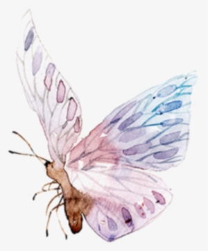 Watercolor Butterfly Freetoedit Ftestickers Wings Butterfly - Watercolor Butterfly Illustration Png
