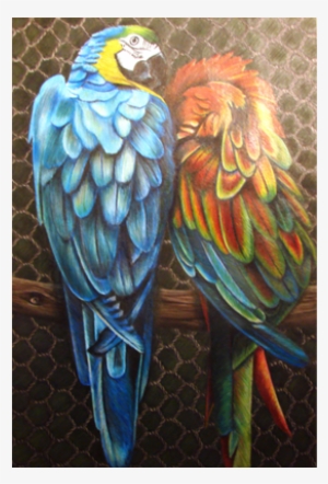 Thumb - Macaw