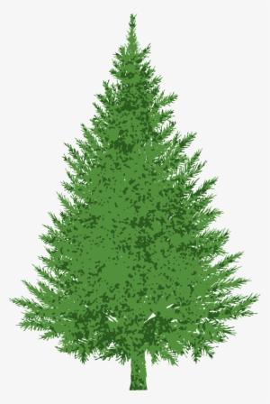 28 Collection Of Evergreen Tree Clipart Images - Pino Del Caucaso