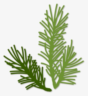 Evergreen Sprigs - Portable Network Graphics