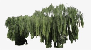Weeping Willow Plant Cut-out By Simbores - Weeping Willow Png