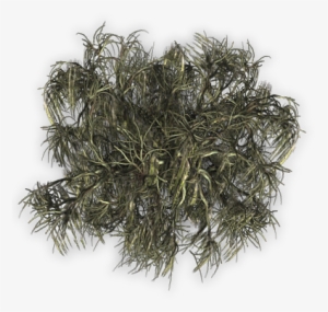 17 294k Tree A 06 Feb 2009 - Grass