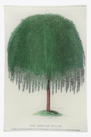 New American Willow - Red Pine