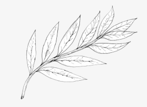Willow - Portable Network Graphics