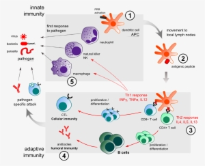 Innate Immunity Adjuvant Action - Vaccine Response