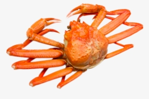 Opilio - Horsehair Crab