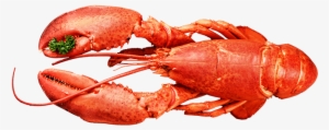 Lobster Top Seafood - Seafood