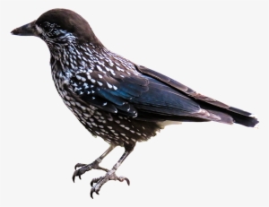 Peel N Stick Poster Of Raven Bird Isolated Nutcracker - European Starling No Background