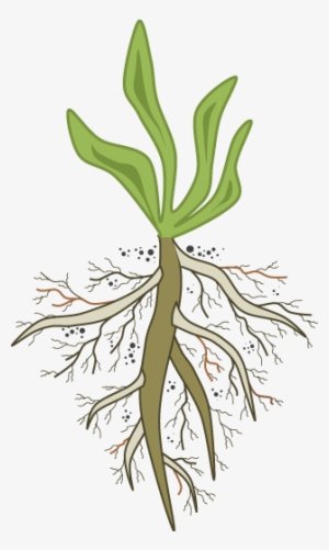 Are You In The Pursuit Of Root - Root Cause Analysis