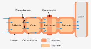 Symplastic And Apoplastic Water Flow Through Root - Casparian Strip 是 什么