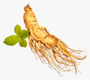 Ginseng Root Png