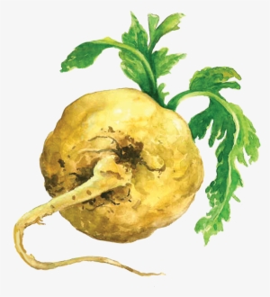 Maca Root - Maca