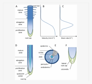 Diagrams Of A Root Apex - Root