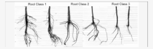 Examples Of Oregon White Oak Seedlings That Were Classified - Root