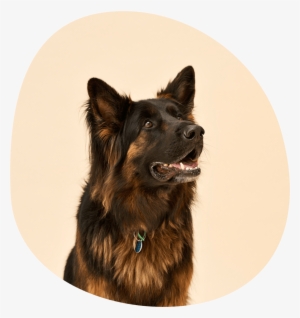 Is The Pet Food Senate Inquiry Right Our Take On It - Old German Shepherd Dog