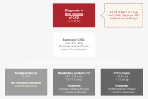 Once An Animal Has Been Diagnosed With Ckd And Staged - Dog Proteinuria Diagnosis Algorithm