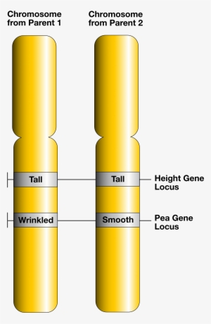 Gene Loci And Alleles - Allele