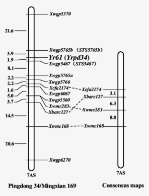 Genetic Map Showing The Location Of The Yr61 Locus - Gene Mapping