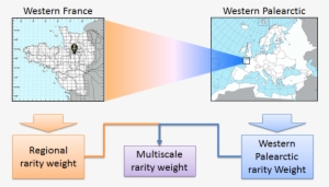Example Of Calculation Of Multiscale Rarity Weights - Calculation