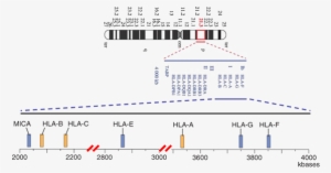 The Mica Gene Spans A 11,720 Bp Stretch Of Dna Was - Chromosome 6p21 3